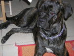 BOSS cane corso - Cane Corso
