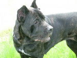 ATTILA Cane Corso - Cane Corso