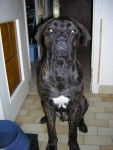 BOSS cane corso - Cane Corso