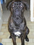 BOSS cane corso - Cane Corso