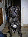 BOSS cane corso - Cane Corso