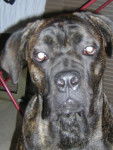BOSS cane corso - Cane Corso