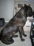 BOSS cane corso - Cane Corso