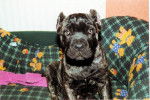 Thèo cane corso - Cane Corso