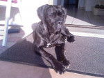Beauty cané corso - Cane Corso