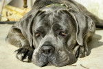 vike cane corso - Cane Corso