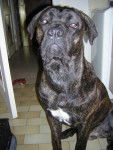 BOSS cane corso - Cane Corso
