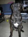 BOSS cane corso - Cane Corso