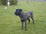 Paco cane corso - Cane Corso