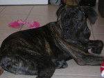 BOSS cane corso 9 mois - Cane Corso (9 mois)