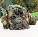 Th&egrave;o cane corso - Cane Corso