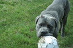 cane corso - Cane Corso