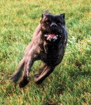 Thèo cane corso - Cane Corso