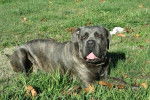 cane corso - Cane Corso