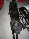 boss cane corso - Cane Corso