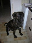 Boss cane corso 10 mois - Cane Corso (10 mois)