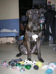 Boss cane corso - Cane Corso