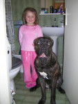 Boss cane corso 11 mois - Cane Corso (11 mois)