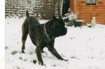 Thèo cane corso - Cane Corso