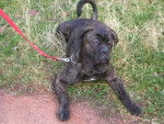 boss cane corso - Cane Corso