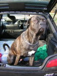 Boss cane corso 11 mois - Cane Corso (11 mois)