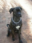 Boss cane corso 11 mois - Cane Corso (11 mois)