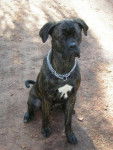 Boss cane corso 11 mois - Cane Corso (11 mois)