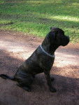 Boss cane corso 11 mois - Cane Corso (11 mois)