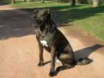 Boss cane corso - Cane Corso