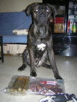Boss cane corso 1an - Cane Corso
