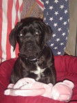 Blues, Cane Corso - Cane Corso