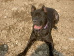 ATTILA Cane Corso - Cane Corso