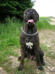 BOSS mon cane corso - Cane Corso