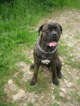 BOSS mon cane corso - Cane Corso