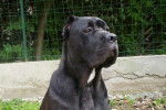 utha,cane corso - Cane Corso