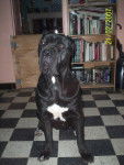 utha cane corso - Cane Corso
