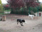 dogo roxanne et cane corso - Cane Corso