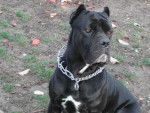 cane corso rizo - Cane Corso