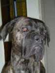 Cane corso : BOSS - Cane Corso