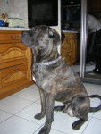 BOSS, cane corso - Cane Corso