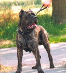 cane corso Thèo - Cane Corso