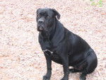 cane corso volcane - Cane Corso