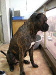 BOSS Cane corso - Cane Corso