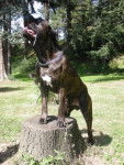 BOSS cane corso - Cane Corso