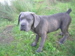 BOLZANO Cané Corso - Cane Corso