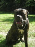 BOSS Cane corso - Cane Corso
