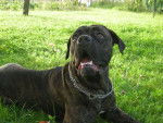 BOSS cane corso - Cane Corso