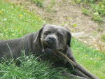 BOLZANO Cané Corso - Cane Corso