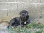 BOLZANO Cané Corso - Cane Corso