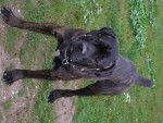 cane corso - Cane Corso